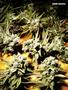 Page: - 67 | High Times