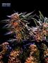 Page: - 68 | High Times