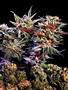 Page: - 69 | High Times