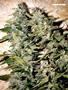 Page: - 70 | High Times