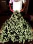Page: - 81 | High Times