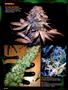 Page: - 96 | High Times