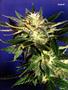 Page: - 121 | High Times