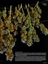 Page: - 65 | High Times