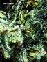 Page: - 67 | High Times