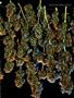 Page: - 70 | High Times