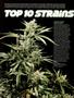 Page: - 58 | High Times