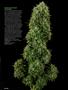 Page: - 60 | High Times