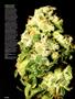 Page: - 62 | High Times
