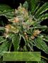 Page: - 64 | High Times
