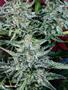 Page: - 67 | High Times