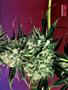Page: - 69 | High Times