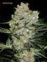 Page: - 70 | High Times