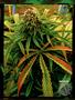 Page: - 94 | High Times