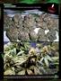 Page: - 98 | High Times