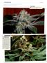 Page: - 122 | High Times