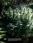 Page: - 18 | High Times