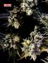 Page: - 68 | High Times
