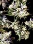 Page: - 69 | High Times