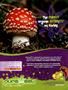 Page: - 7 | High Times