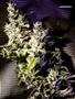 Page: - 70 | High Times