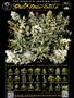 Page: - 73 | High Times
