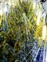 Page: - 74 | High Times