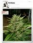 Page: - 120 | High Times