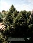 Page: - 17 | High Times