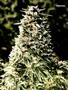 Page: - 67 | High Times
