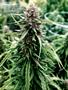 Page: - 70 | High Times