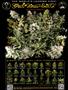 Page: - 73 | High Times