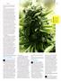Page: - 75 | High Times