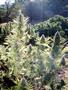 Page: - 15 | High Times