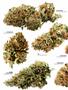 Page: - 18 | High Times