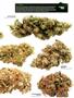 Page: - 19 | High Times