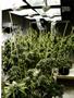 Page: - 51 | High Times