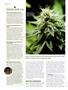 Page: - 52 | High Times