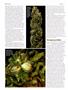 Page: - 60 | High Times