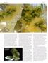 Page: - 62 | High Times