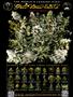 Page: - 65 | High Times