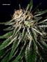 Page: - 67 | High Times
