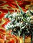 Page: - 68 | High Times