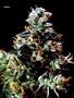 Page: - 70 | High Times