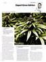 Page: - 99 | High Times