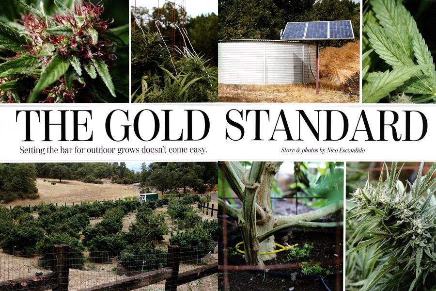 THE GOLD STANDARD