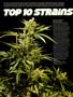 Page: - 10 | High Times