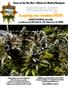 Page: - 103 | High Times