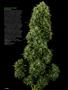 Page: - 12 | High Times