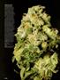 Page: - 14 | High Times